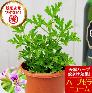 虫除け 蚊よけ ハーブゼラニウム 鉢植え ハーブゼラニューム　ハーブ　ゼラニューム 苗 ゼラニウム 苗 ピンクの花 ガーデン